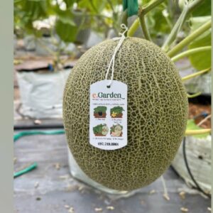 E-GARDEN X2 thu ngày 01/12/2024 QR 17.10
