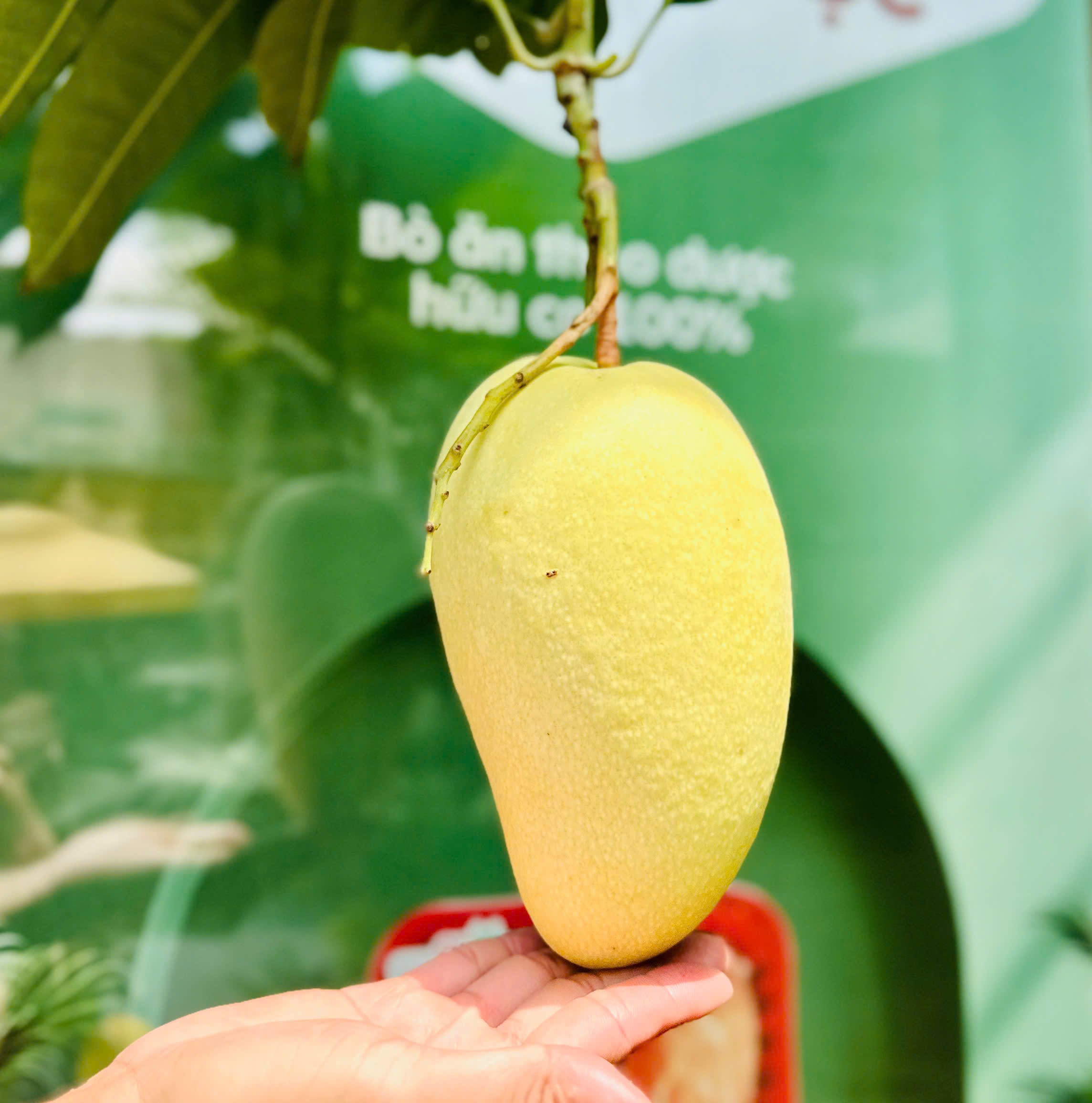 Xoài Sạch EGarden - Ảnh 7