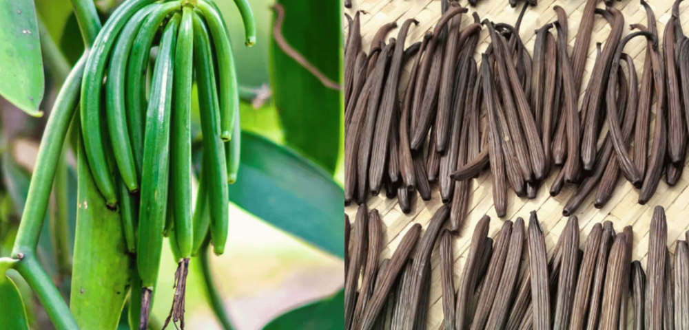 Vanilla từ A-Z: Nguồn gốc, công dụng và nhận biết Vani thiên nhiên